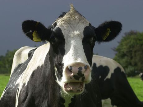 Kühe in Jemgum, Südliches Ostfriesland
