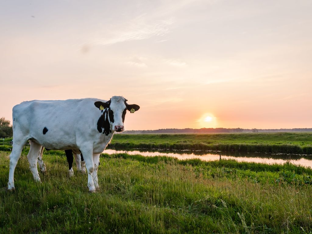 Ostfriesische Kuh steht auf dem Deich während des Sonnenunterganges, Südliches Ostfriesland