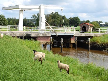 Schafe stehen vor einer weißen Klappbrücke an einem Fehnkanal