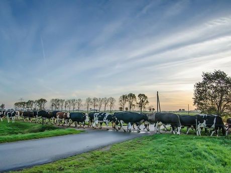 Auch Kühe müssen ab und zu in Weener, südliches Ostfriesland, die Straßen überqueren.