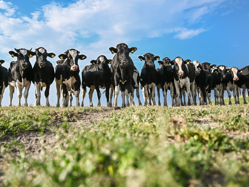 Die Kühe in der Gemeinde Bunde -  Südliches Ostfriesland - stehen zusammen auf einer Wiese