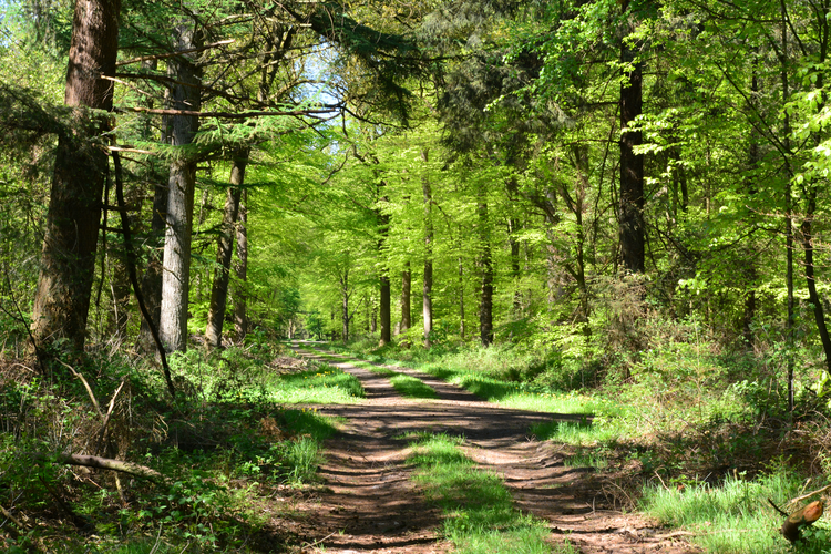 Weg durch den grünen Heseler Wald